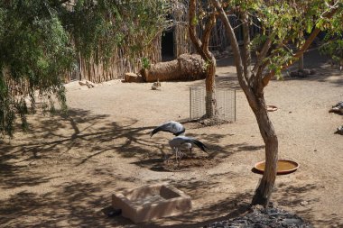 Kasım ayında Grus carunculata ve mavi turna kuşu Grus paradisea kuşları aynı çayırda yan yana yaşar. La Lajita, Las Palmas, İspanya