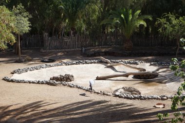 Mavi turna Grus paradisea ve Afrika Kaplumbağa Centrochelys sulcata 'yı Kasım ayında aynı yerde yan yana yaşamaya teşvik etti. La Lajita, Las Palmas, İspanya