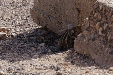 Vahşi sincaplar Ekim 'de Fuerteventura adasında seks yapıyor. Barbar sincap, Atlantoxerus getulus, Sciuridae familyasından bir sincap türüdür. Costa Calma, Las Palmas, İspanya