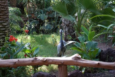 Parkta iki Anthropoides başak kuşu yürüyor. Matmazel turna, Grus virgo, Anthropoides başak, turna ailesinin en küçük türüdür. La Lajita, Las Palmas, İspanya 