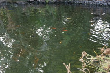Koi, nishikigoi, 