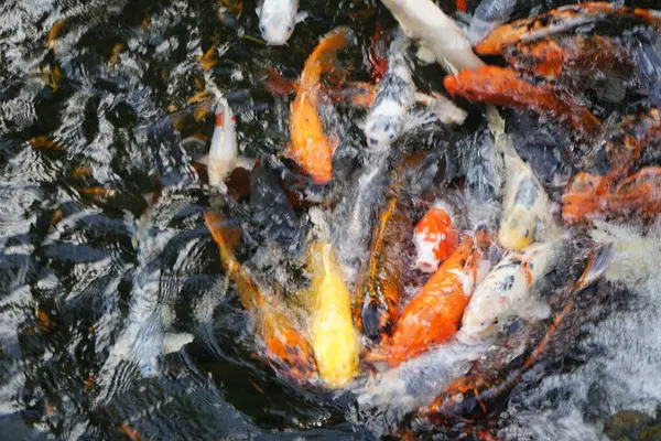 Koi, nishikigoi, 