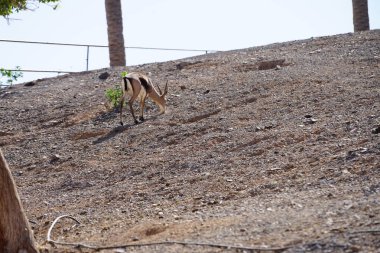 Cuvier ceylanı Gazella cuvieri, Gazella familyasından bir memeli türüdür. La Lajita, Las Palmas, İspanya