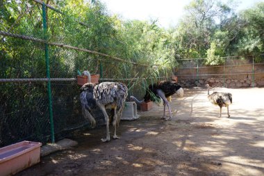 Devekuşları, Struth io Camelus var. Holistikus, büyük uçamayan kuşlardır. Afrikalı devekuşu, Lat. Struth io camelus, devekuşu familyasından Struthionidae familyasından bir kuş türü. La Lajita, Las Palmas, İspanya 