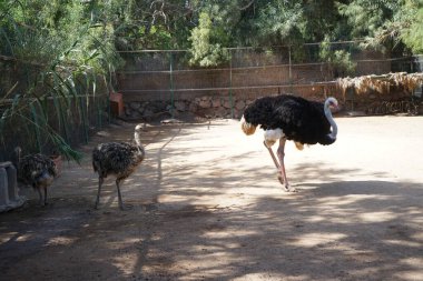 Devekuşları, Struth io Camelus var. Holistikus, büyük uçamayan kuşlardır. Afrikalı devekuşu, Lat. Struth io camelus, devekuşu familyasından Struthionidae familyasından bir kuş türü. La Lajita, Las Palmas, İspanya 