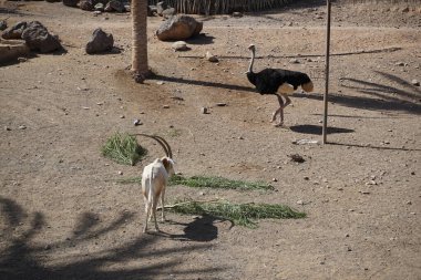 Scimitar ory Oryx dammah ve Afrika devekuşu Struth io Camelus var. Yurtiçinde Kasım ayında hayvanat bahçesinde bir muhafaza paylaşılıyor. La Lajita, Las Palmas, İspanya  