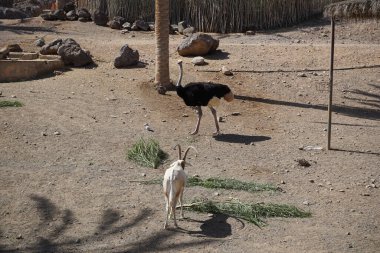 Scimitar ory Oryx dammah ve Afrika devekuşu Struth io Camelus var. Yurtiçinde Kasım ayında hayvanat bahçesinde bir muhafaza paylaşılıyor. La Lajita, Las Palmas, İspanya  