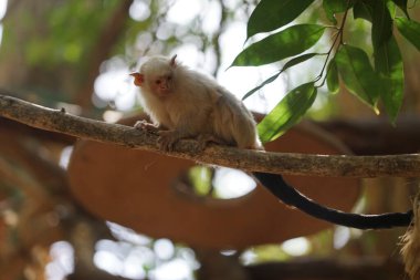Gümüş marmoset (
