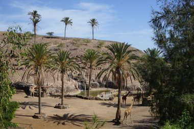 Zürafalar Kasım 'da hayvanat bahçesinde yaşarlar. Kuzey zürafası, üç boynuzlu zürafa, G. camelopardalis tipi bir zürafa türüdür. La Lajita, Las Palmas, İspanya 