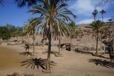 Zürafalar Kasım 'da hayvanat bahçesinde yaşarlar. Kuzey zürafası, üç boynuzlu zürafa, G. camelopardalis tipi bir zürafa türüdür. La Lajita, Las Palmas, İspanya 
