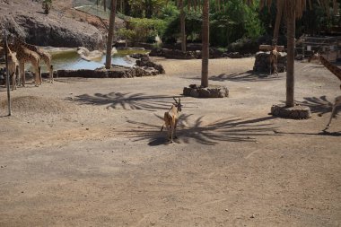 Taurotragus Afrika antilobu ve kuzey zürafası Giraffa camelopardalis Kasım ayında hayvanat bahçesinde bir duvar paylaşırlar. La Lajita, Las Palmas, İspanya 