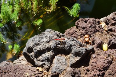 The male Crocothemis erythraea flies in November. The scarlet dragonfly, Crocothemis erythraea, broad scarlet, common scarlet-darter, and scarlet darter, is a species of dragonfly in the family Libellulidae. La Lajita, Las Palmas, Spain  clipart