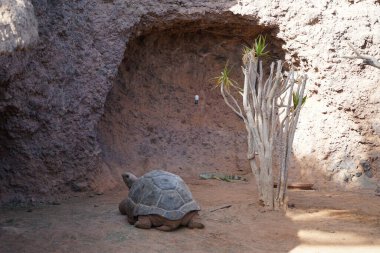 Aldabra dev kaplumbağası, Aldabrachelys dev kaplumbağası çayı ve yeşil iguana, iguana iguanası Kasım ayında hayvanat bahçesinde aynı muhafazayı paylaşırlar. Aldabra dev kaplumbağası, Testudinidae familyasından bir kaplumbağa türüdür. La Lajita, Las Palmas, İspanya