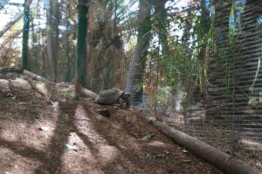 Yunan kaplumbağa (Testudo graeca), Testudinidae familyasından bir kaplumbağa türü. La Lajita, Las Palmas, İspanya