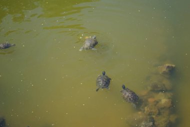 Trachemys Scrita elegans, Trachemys Scrita familyasından, Emydidae familyasına ait yarı suda yaşayan bir kaplumbağa türü. La Lajita, Las Palmas, İspanya