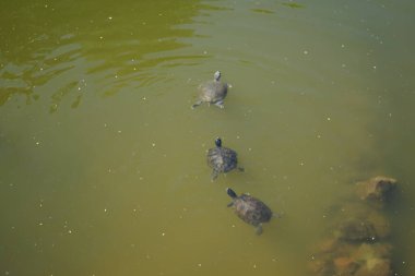 Trachemys Scrita elegans, Trachemys Scrita familyasından, Emydidae familyasına ait yarı suda yaşayan bir kaplumbağa türü. La Lajita, Las Palmas, İspanya