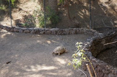 Afrika mahmuzlu kaplumbağa, Centrochelys sulcata, sülkat kaplumbağa, nesli tükenmekte olan bir kaplumbağa türüdür. La Lajita, Las Palmas, İspanya 
