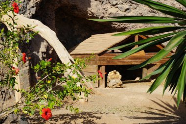 Kasım ayında hayvanat bahçesinde kaplumbağaların cinsel birleşmesi Centrochelys sulcata. Afrika mahmuzlu kaplumbağa, Centrochelys sulcata, sülkat kaplumbağa, nesli tükenmekte olan bir kaplumbağa türüdür. La Lajita, Las Palmas, İspanya
