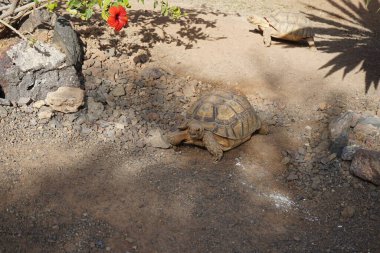 Afrika mahmuzlu kaplumbağa, Centrochelys sulcata, sülkat kaplumbağa, nesli tükenmekte olan bir kaplumbağa türüdür. La Lajita, Las Palmas, İspanya 