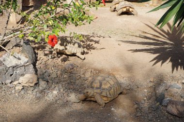 Afrika mahmuzlu kaplumbağa, Centrochelys sulcata, sülkat kaplumbağa, nesli tükenmekte olan bir kaplumbağa türüdür. La Lajita, Las Palmas, İspanya 