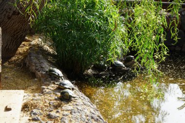 Trachemys Scrita elegans, Trachemys Scrita familyasından, Emydidae familyasına ait yarı suda yaşayan bir kaplumbağa türü. La Lajita, Las Palmas, İspanya