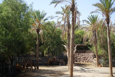 The Bactrian camel Camelus bactrianus and the dromedary camel Camelus dromedarius live in the same enclosure at the zoo in November. La Lajita, Las Palmas, Spain  clipart