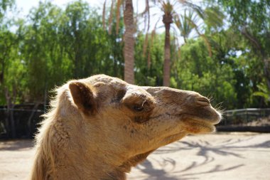 Dromedary (Camelus dromedarius), tek hörgüçlü deve (Camelus dromedarius), sırtında tek hörgüçlü bir hörgüçlü deve türüdür. La Lajita, Las Palmas, İspanya