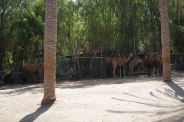 Bactrian devesi Camelus bactrianus ve dromedary devesi Camelus dromedarius Kasım ayında hayvanat bahçesinde aynı yerde yaşarlar. La Lajita, Las Palmas, İspanya 