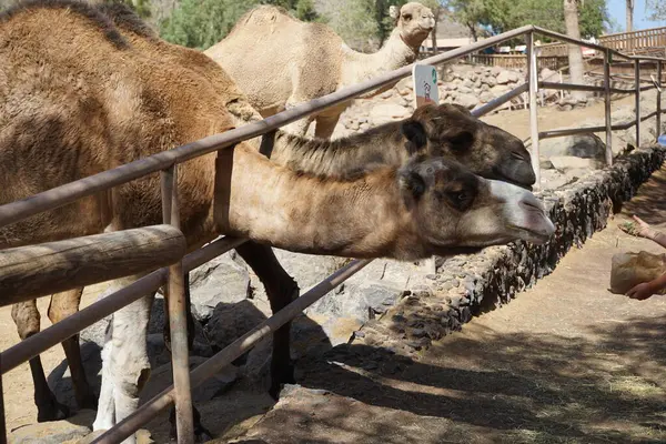 stock image The dromedary herd is at the zoo in November. The dromedary, Camelus dromedarius, the dromedary camel, Arabian camel, or one-humped camel, is a large camel, of the genus Camelus, with one hump on its back. La Lajita, Las Palmas, Spain 