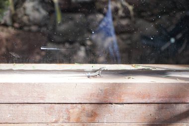 Boettger kertenkelesi, Lacertidae familyasından bir duvar kertenkelesidir. Bu tür Kanarya Adaları 'na özgüdür. La Lajita, Las Palmas, İspanya