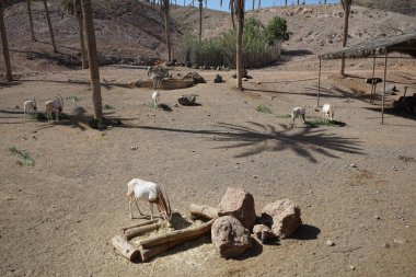 Animals scimitar oryx, Oryx dammah, and Burchell's zebra, Equus quagga burchellii, live in the same enclosure at the zoo in November. La Lajita, Las Palmas, Spain clipart