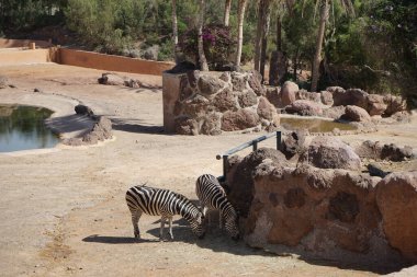 Burchell 'in zebrası, Equus quagga burchellii, bontequagga, Damaraland zebra ve Zululand zebra ovaların güney alt türüdür. La Lajita, Las Palmas, İspanya