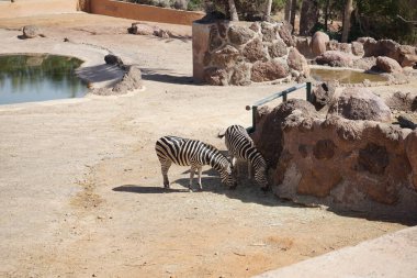 Burchell 'in zebrası, Equus quagga burchellii, bontequagga, Damaraland zebra ve Zululand zebra ovaların güney alt türüdür. La Lajita, Las Palmas, İspanya