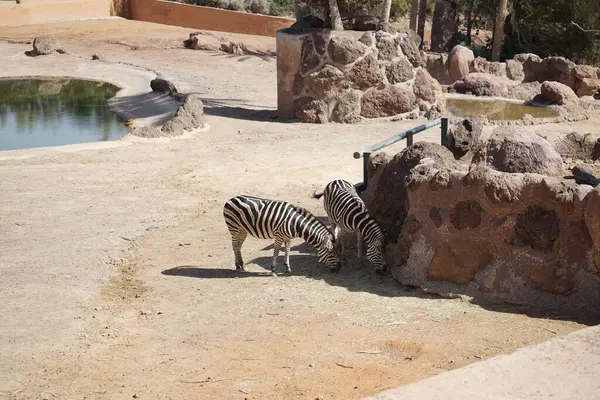 Burchell 'in zebrası, Equus quagga burchellii, bontequagga, Damaraland zebra ve Zululand zebra ovaların güney alt türüdür. La Lajita, Las Palmas, İspanya