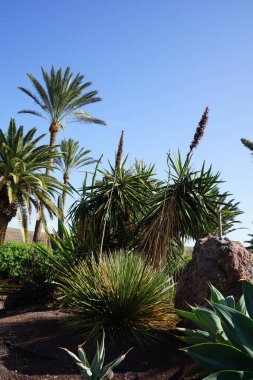 Dasylirion Kasım 'da büyür. Daslirion, kuşkonmaz familyasından, kuşkonmaz familyasına ait sulu, sulu bir bitki cinsidir. La Lajita, Las Palmas, İspanya.