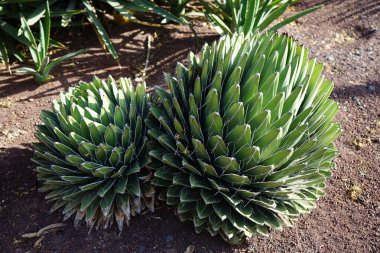 Agave victoriae-reginae, Kraliçe Victoria agave ya da kraliyet agave, uzun ömürlü sulu çiçekli küçük bir bitki türüdür ve şekil verilmiş geometrik yapraklar üzerindeki beyaz çizgileriyle tanınır ve bir süs olarak popülerdir. La Lajita, Las Palmas, İspanya 