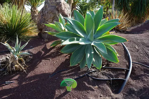 stock image Agave attenuata, the swan's neck agave, the foxtail or lion's tail agave, soft-leaf or soft-leaved agave, is a species of flowering plant in the family Asparagaceae. La Lajita, Las Palmas, Spain.