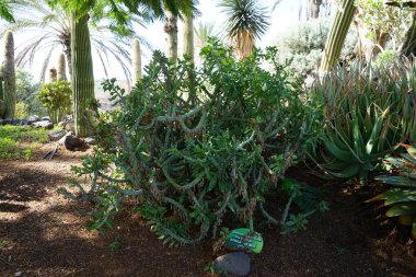 Euphorbia neriifolia Kasım 'da büyür. Euphorbia neriifolia, Euphorbiaceae familyasından bir kuş türü. La Lajita, Las Palmas, İspanya