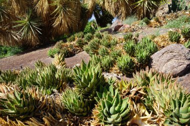 Aloe brevifolia Kasım 'da büyür. Aloe brevifolia, Asphodelaceae familyasından bir bitki türü. La Lajita, Las Palmas, İspanya