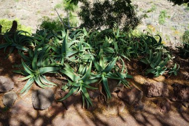 Aloe kampperi Kasım 'da büyür. Aloe camperi, Asphodeloideae familyasından bir bitki türü. La Lajita, Las Palmas, İspanya.