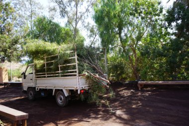 La Lajita, Las Palmas, İspanya - 1 Kasım 2022: Kesilmiş ağaç dallarıyla dolu bir kamyon Fuerteventura Oasis Vahşi Yaşam Parkı 'nda duruyor.
