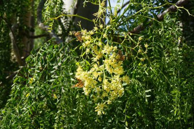 Vanessa Cardui kelebekleri, Kasım ayında şişe ağacının çiçekleri üzerinde uçar. Vanessa Cardui tüm kelebek türleri içinde en yaygın olanıdır. La Lajita, Las Palmas, İspanya 