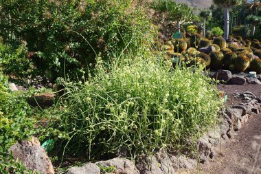 Cynanchum viminale Kasım ayında botanik bahçesinde çiçek açar. Cynanchum viminale, Apocynaceae familyasından sulu yapraksız bir bitki türü. La Lajita, Las Palmas, İspanya