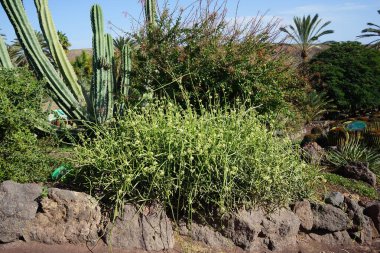 Cynanchum viminale Kasım ayında botanik bahçesinde çiçek açar. Cynanchum viminale, Apocynaceae familyasından sulu yapraksız bir bitki türü. La Lajita, Las Palmas, İspanya