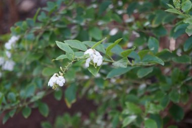 Duranta kasım ayında beyaz çiçeklerle çiçek açar. Duranta erecta, Verbenaceae familyasından bir çalı türüdür. La Lajita, Las Palmas, İspanya 