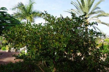 Carissa makrocarpa Kasım ayında beyaz çiçeklerle çiçek açar. Carissa makrocarpa, Natal eriği ve büyük num-num tropikal ve güney Afrika 'ya özgü bir çalılıktır. La Lajita, Las Palmas, İspanya