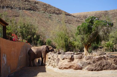 Afrika çalı fili Loxodonta africana ve ovalar zebralar, Equus quagga, Kasım ayında hayvanat bahçesinde aynı yerde yaşarlar. La Lajita, Las Palmas, İspanya 