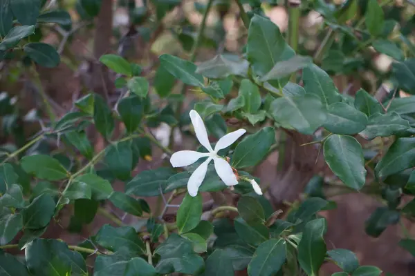 stock image Carissa macrocarpa blooms with white flowers in November. Carissa macrocarpa, the Natal plum and the large num-num is a shrub native to tropical and southern Africa. La Lajita, Las Palmas, Spain