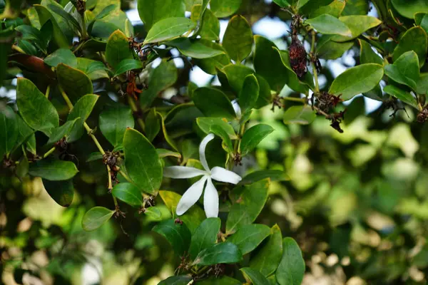 stock image Carissa macrocarpa blooms with white flowers in November. Carissa macrocarpa, the Natal plum and the large num-num is a shrub native to tropical and southern Africa. La Lajita, Las Palmas, Spain