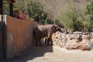 Afrika çalı fili Loxodonta africana ve ovalar zebralar, Equus quagga, Kasım ayında hayvanat bahçesinde aynı yerde yaşarlar. La Lajita, Las Palmas, İspanya 